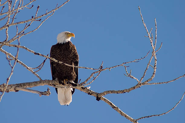 Bald Eagle profile stock photo