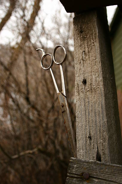 scissors in wood stock photo