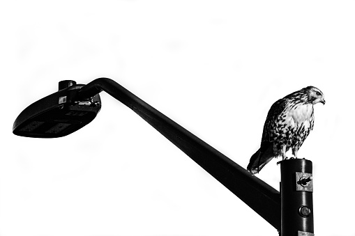 Hawk sitting on a lamppost black and white high key
