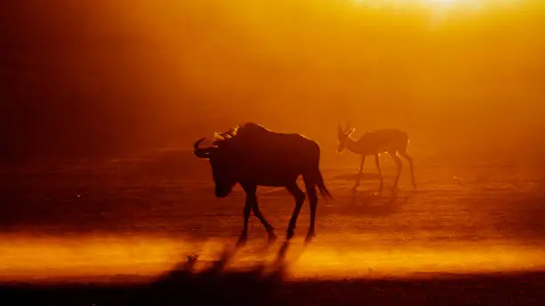 Blue wildebeest and springbok walking backlit  at sunset in Kgalagadi transfrontier park, South Africa ; Specie Connochaetes taurinus and Antidorcas marsupialis family of Bovidae