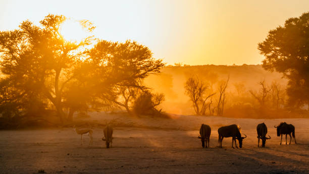 istock Blue wildebeest in Kgalagadi transfrontier park, South Africa 1397097113