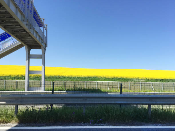 Rapeseed flowers blooming beside the irrigation canal in the rice field