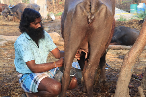A Young Bearded Milkman Milking His Buffalo at Ponneri Thirupalaivanam Village, Thiruvallur District, , Tamil Nadu in India on February  01, 2020