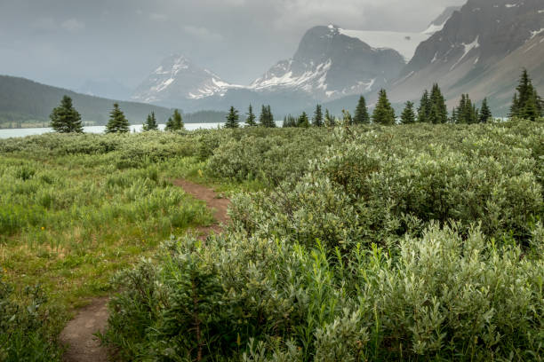 rain and storm clouds roll in bow lake banff national park alberta canada - bow lake imagens e fotografias de stock