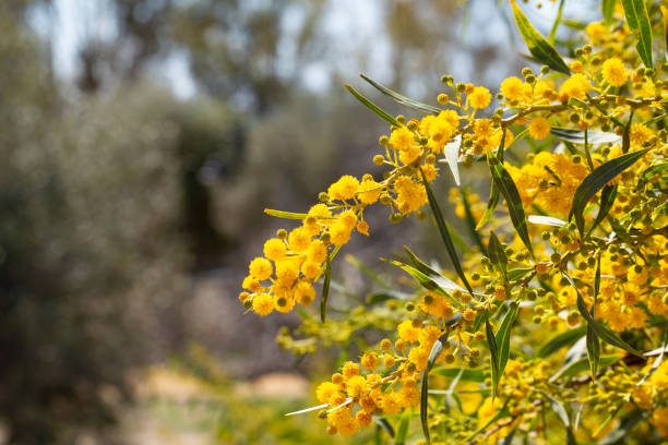 istock Blooming mimosa branches, Acacia pycnantha. Spring floral natural background concept. Copy space 1397098067