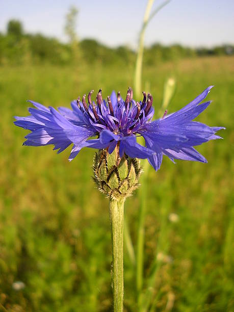 Cornflower A cornflower in the field fiels stock pictures, royalty-free photos & images