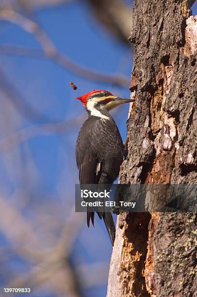 Стружка Away Дерева Pileated Дятел — стоковые фотографии и другие картинки Белый - Белый, Биология, Вертикальный