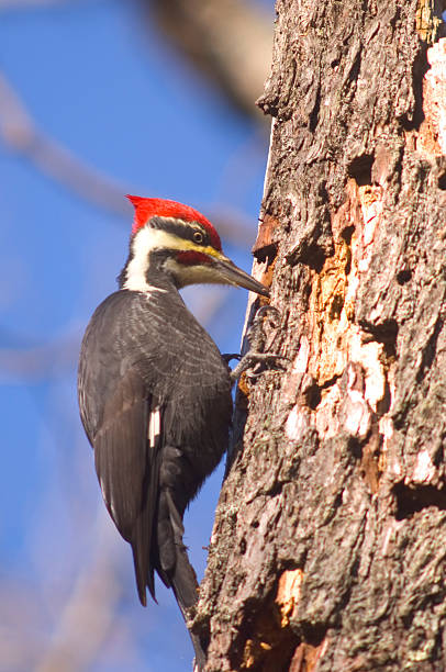 istock Pileated Woodpecker searching for food 139709834