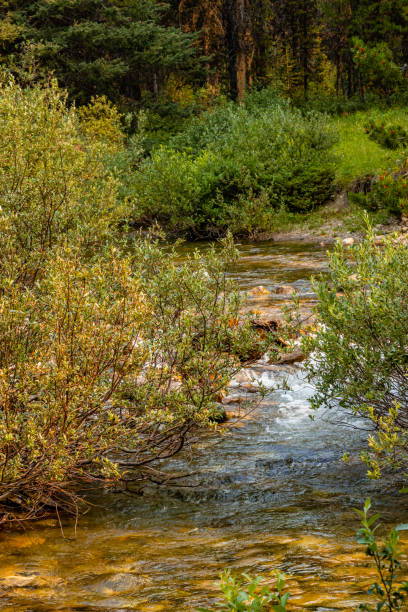 istock Coral Creek Banff National Park Alberta Canada 1397098701