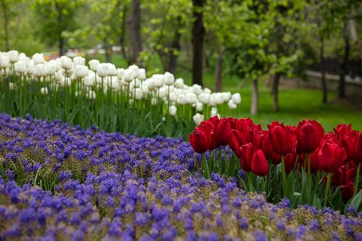 Landscape View of Beautiful Red and White Tulips and Lavenders in Emirgan Park Istanbul Turkey