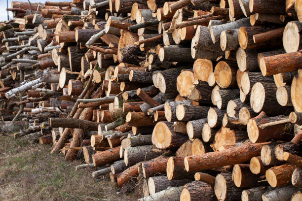 istock hardwood logging for industrial processing and production 1397099926