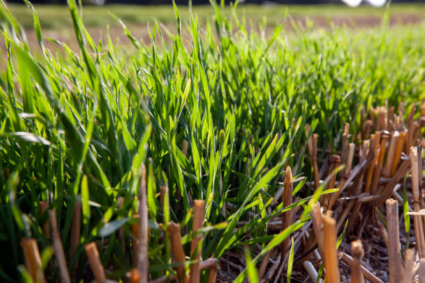 istock cereal plants during cultivation in the field in summer 1397099942