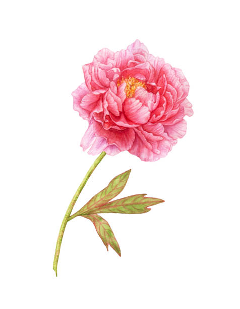 istock Watercolor pink peony with leaves on white background. 1397100151