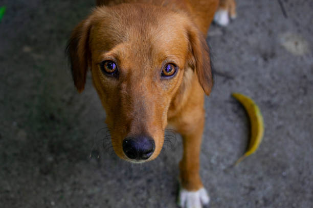 istock small brown dog with tender face 1397100251