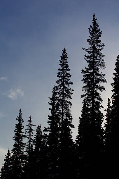 spruce sillouette stock photo