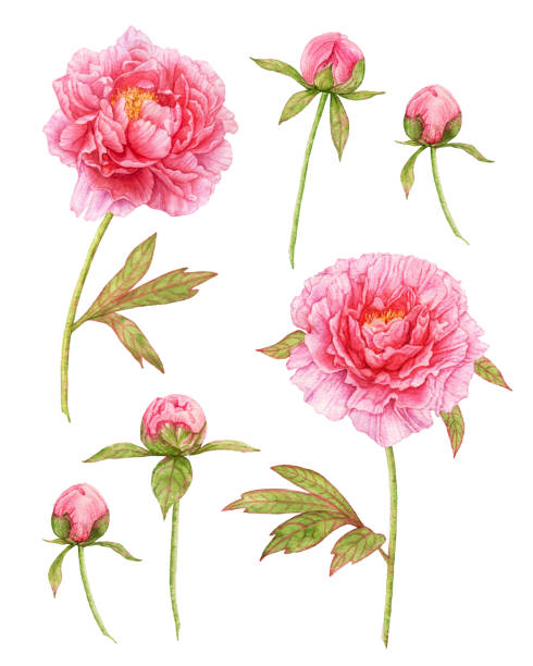 istock Watercolor pink peonies collection isolated on white background. 1397100298