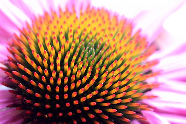 Echinacea stock photo