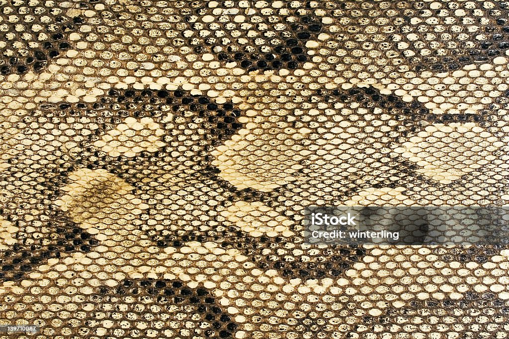 Snakeskin-Texture Closeup on snakeskin. Snakeskin Stock Photo