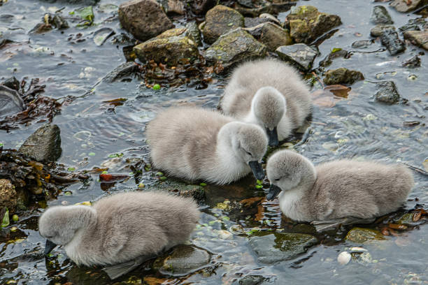 istock Cygnets Cardwell bay Gourock 1397100988