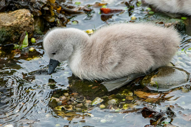 istock Cygnets Cardwell bay Gourock 1397101026