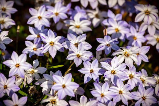 Closeup beautiful white-purple flowers, background with copy space, full frame horizontal composition