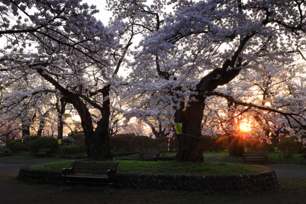istock Cherry blossoms in full bloom at sunrise 1397101996