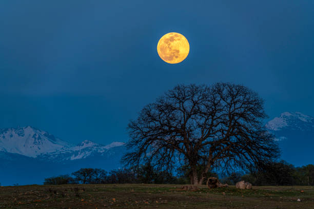 Moonrise over Oak Tree and Mt. Lassen Moonrise over Oak Tree and Mt. Lassen after sunset. bare tree photos stock pictures, royalty-free photos & images