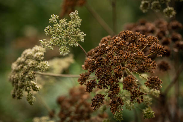 istock Dried angelica plants in earth tones 1397102222