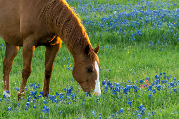 istock Horse with Spring Bluebonnets in Texas Hill Country 1397103637