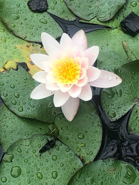istock Lotus flower water lily 1397104713