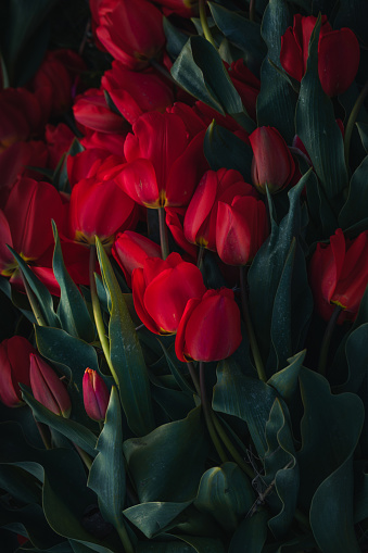Red tulips were picked in the field because they are of different colours and types in the Netherlands