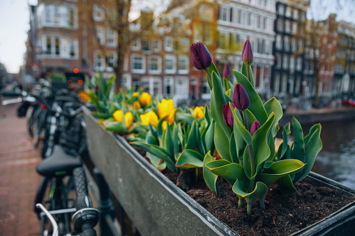 Close up view of Holland yellow and purple-black tulip flowers with green leaves on street near canals on the bridge in Amsterdam, Netherlands.
