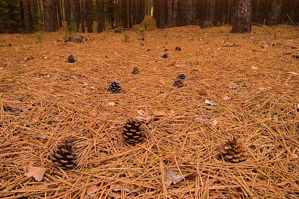 Close-up of cones on blanket of pine needles, red pine plantation in background
