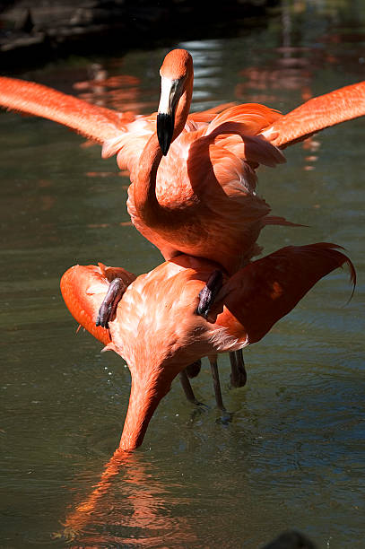 Flamingo Mating stock photo