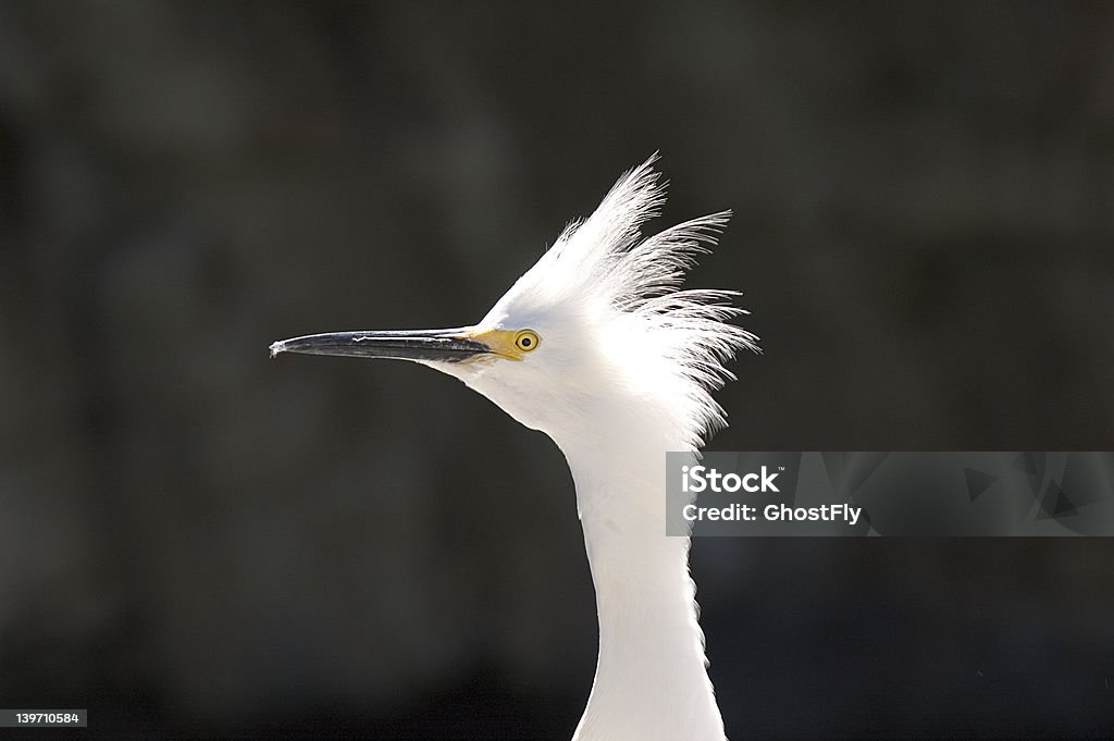 Héron garde-boeufs (Bubulcus ibis) - Photo de Aigrette libre de droits