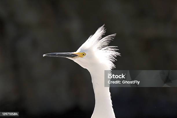 Photo libre de droit de Héron Gardeboeufs banque d'images et plus d'images libres de droit de Aigrette - Aigrette, Baie - Eau, Bec