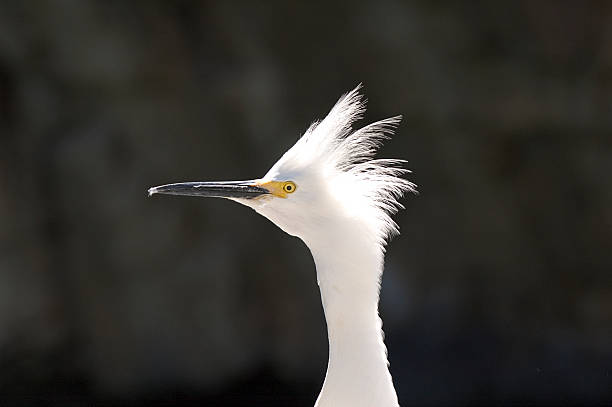 황로 (Bubulcus 따오기) 스톡 사진