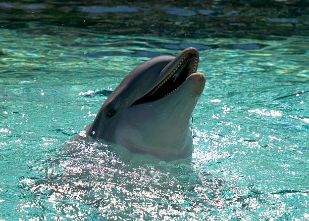 Los delfines nariz de botella, Tursiops truncatus - foto de stock