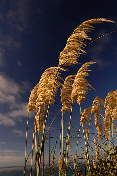 NZ ToiToi stock photo