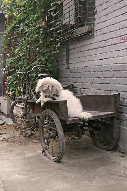 Chinese Dog stock photo