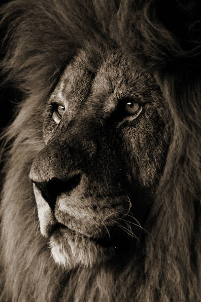 istock Portrait of a Lion 139710775