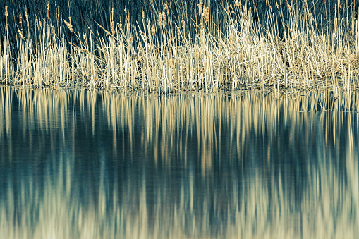 Cattails on the edge of a Minnesota lake in springtime with reflections in the calm water.