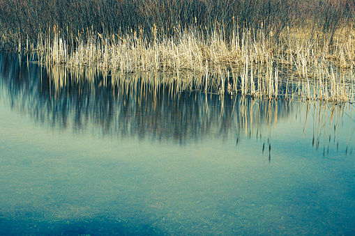 Cattails on the edge of a Minnesota lake in springtime with reflections in the calm water.