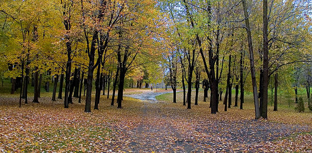 fall maples 3 stock photo