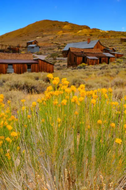 Yellow flowers at the Bodie State Historic Park, a gold rush ghost town located east of the Sierra Nevada of California, western USA