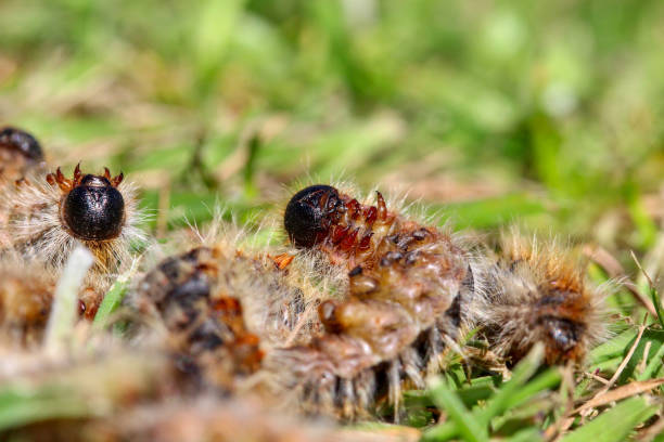 istock Several Pine Processionary Caterpillars showing belly, legs and face in grass in close herd (macro) - (Thaumetopoea pityocampa) 1397110011
