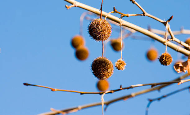 prickly tree balls stock photo