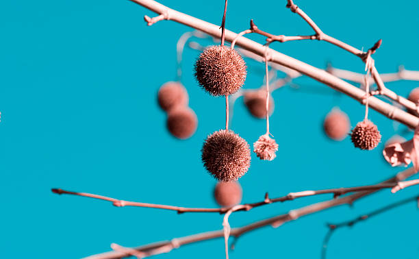 blue and pink prickly balls stock photo