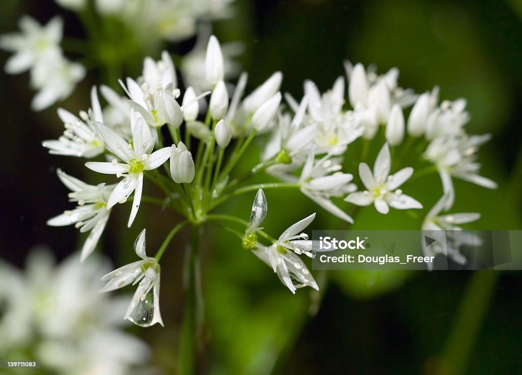 Aglio selvatica fiori in primavera laden con Rugiada - Foto stock royalty-free di Acqua