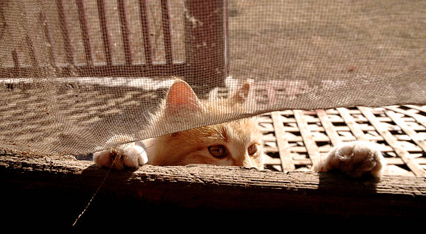 guida in - screen door door porch house foto e immagini stock